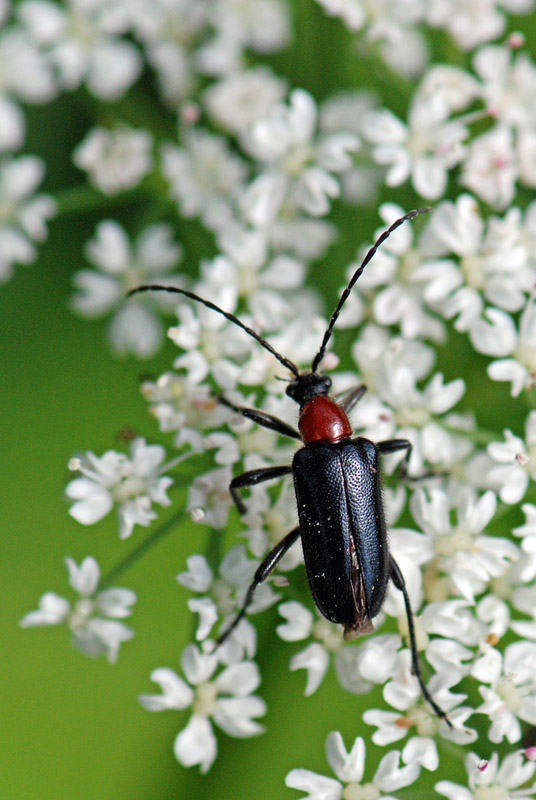 Dinoptera collaris